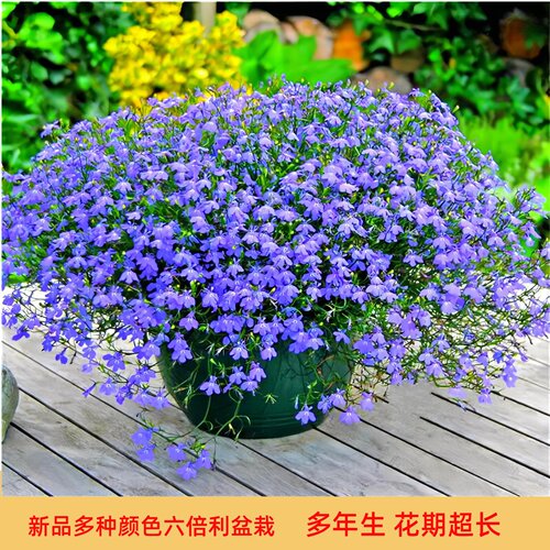 问天种业六倍利花苗菜苗欧月绣球阳台盆栽花卉矮牛草绿植当年开花