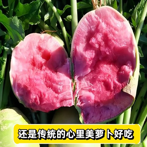满堂红超甜柿饼蔬菜种子萝卜