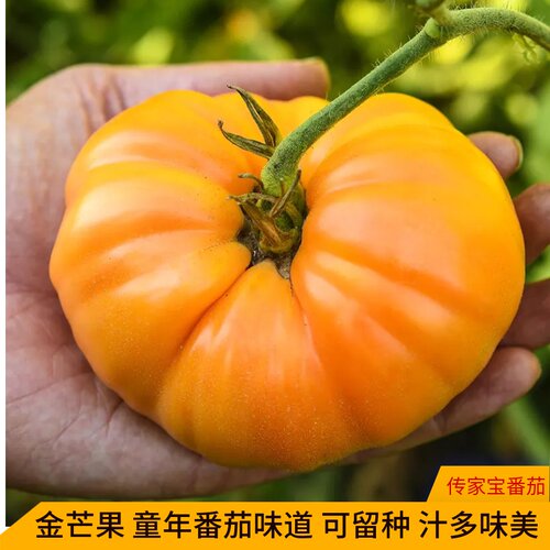 传家宝西红柿金芒果大黄番茄水果