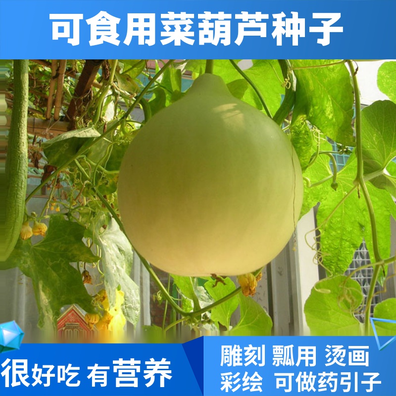 农家可留种好吃菜葫芦瓢葫芦瓠子瓜四季春节可盆栽蔬菜种子籽种孑