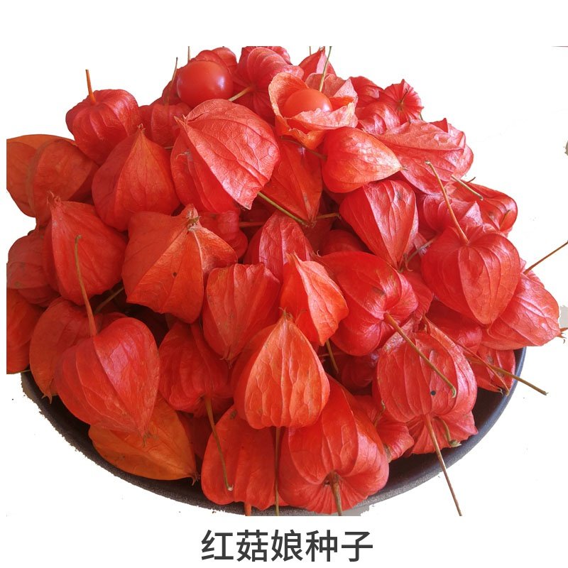 红皮山菇娘蔬菜水果红姑娘果种子籽孑盆栽春夏秋秋冬季红色种孑