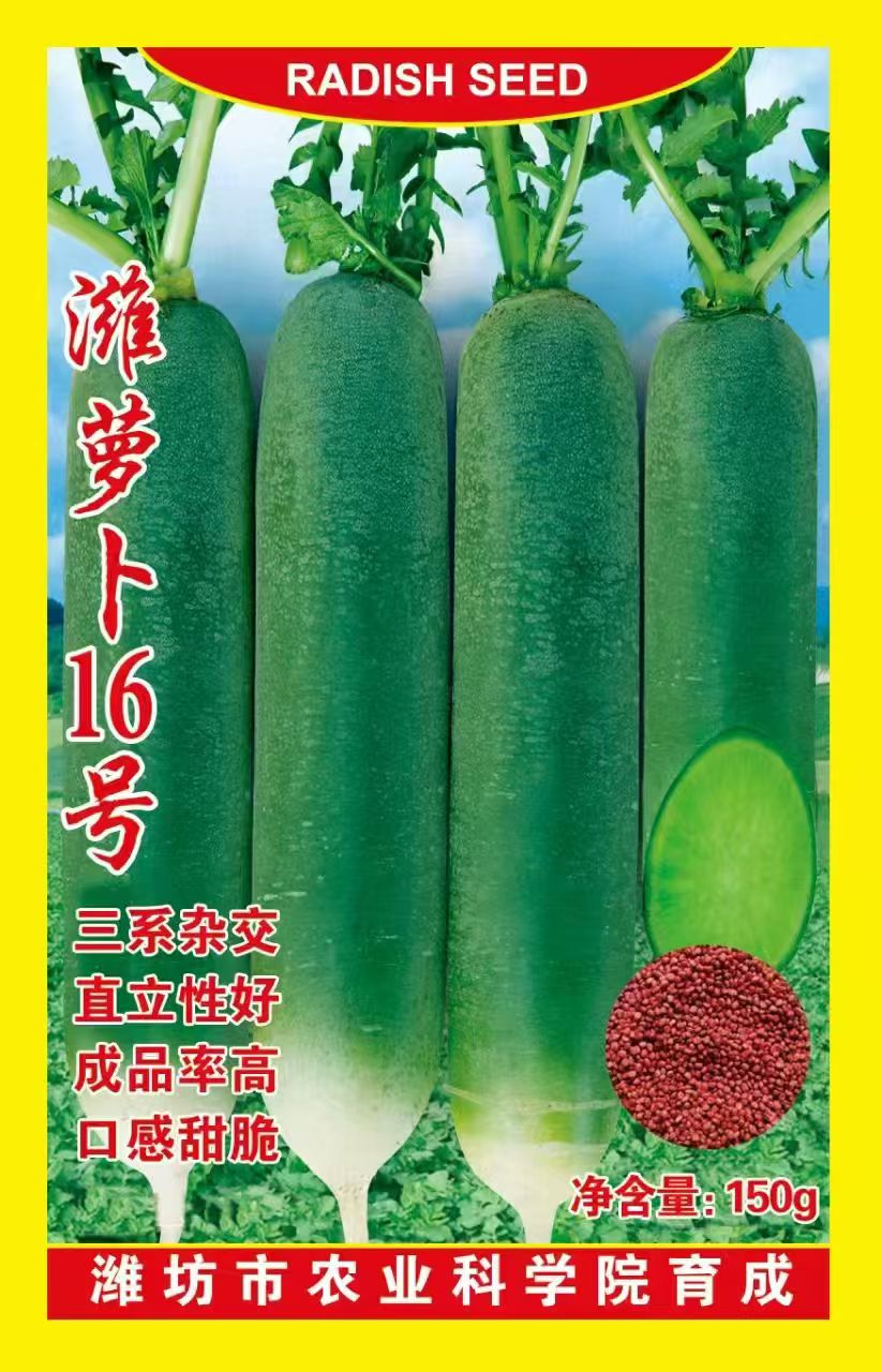 潍坊萝卜潍萝卜16号大面积 高产抗病 绿皮绿瓤 秋季春季蔬菜种子