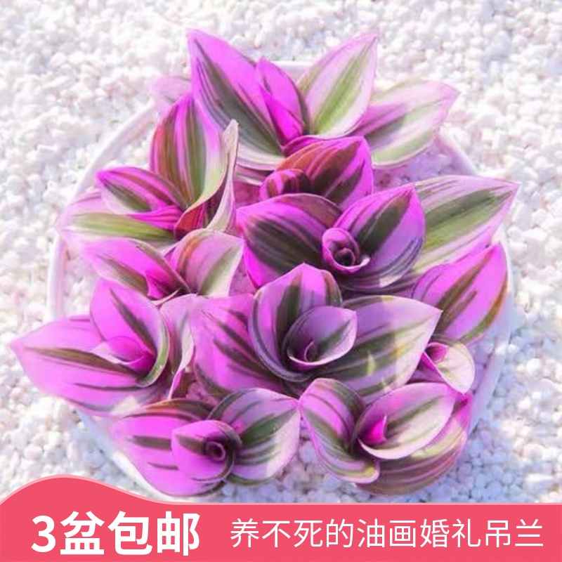 油画婚礼吊兰阳台懒人植物矮牵牛盆栽绿植室外四季进口花卉盆栽