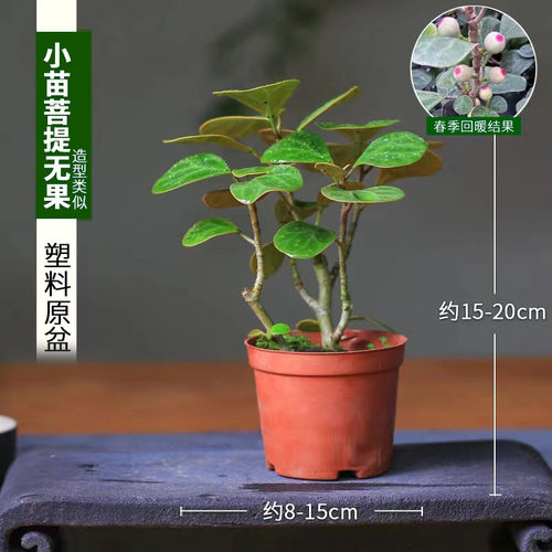 小盼菩提盆栽绿植常青办公室内桌面观果盆景植物开业招财四季好养