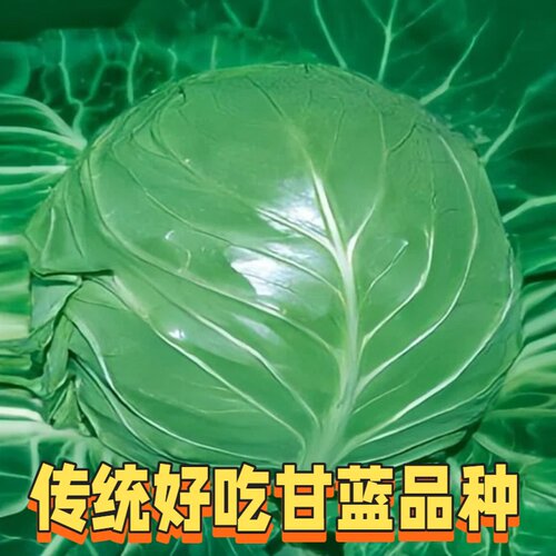 十一号洋白菜结球性强甘蓝种子