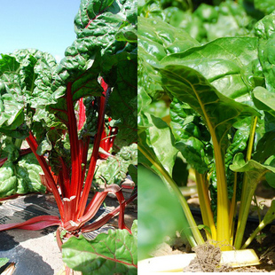 红金黄紫色叶用甜菜红梗牛皮特野菜四春季盆栽观赏蔬菜种子籽种孑