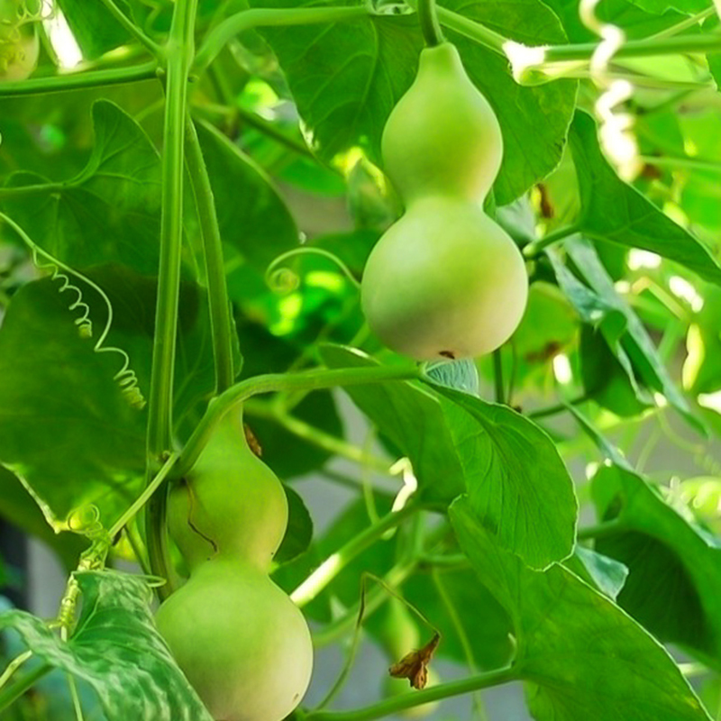 盆栽宝葫芦四季春夏秋季田园室外手捻酒仙巨型葫芦蔬菜花种子籽孑