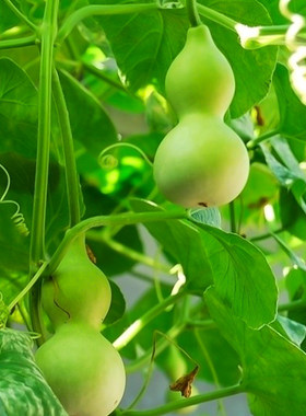 宝葫芦挂果率饱满简单蔬菜种子