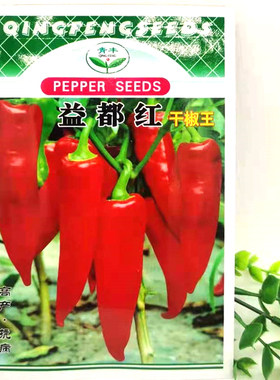菜园红干椒圆椒方椒种苗牛角椒