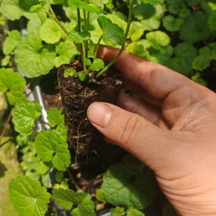 透骨消草化石草见肿消包活血丹遍地香地钱儿钹儿草过墙风连钱草苗
