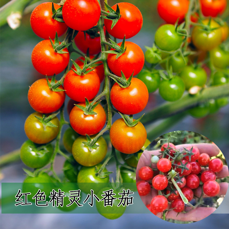 樱桃小番茄西红柿圣女果种子大全四季春季盆栽蔬菜水果种子籽孑