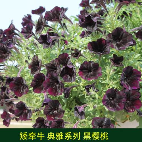 泛美矮牵牛黑樱桃大夜弥天四季