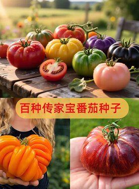 问天种业传家宝番茄蔬菜种子非杂交老品种可留种阳台盆栽蔬菜苗