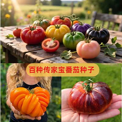 问天种业传家宝番茄蔬菜种子非杂交老品种可留种阳台盆栽蔬菜苗