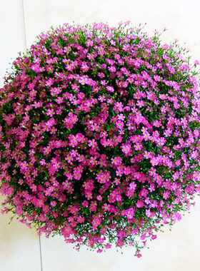 中国吉普赛满天星种子白色粉波斯菊太阳花松叶牡丹康乃馨花种籽孑