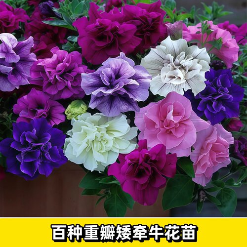 美国泛美进口吊篮超级重瓣矮牵牛花苗盆栽带花矮牛种子室内外四季