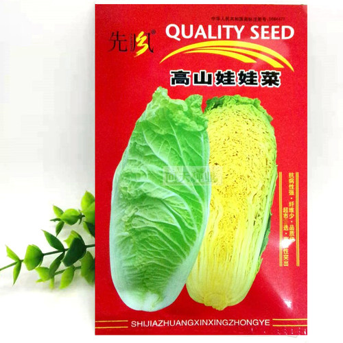 高山娃娃菜小白菜四季栽培蔬菜种