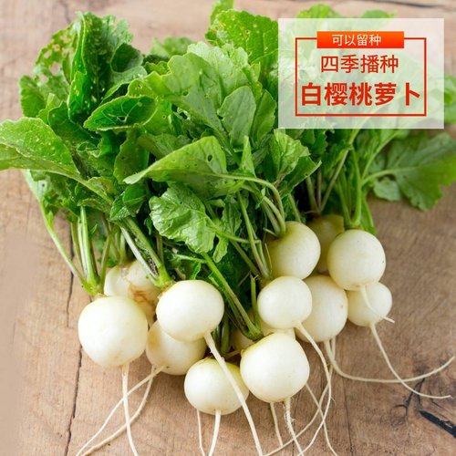 好吃白樱桃水果萝卜速生30天四季春夏秋冬季盆栽菜园蔬菜种子籽孑 - 封面