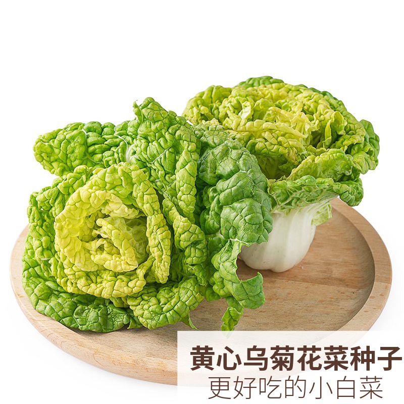 精选黄心乌菊花菜种子乌塌菜生菜白菜四季春季盆栽蔬菜种子籽种孑