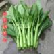 可盆栽菜园青菜苔菜蔬菜种子籽孑25天收获 春季 四季 甜菜心菜薹四季