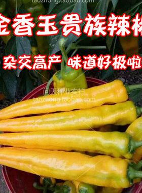 金香玉黄色羊角椒种子辣椒种子 观赏蔬果种子 杂交高产抗病
