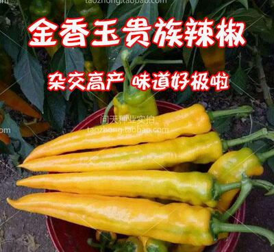 金香玉黄色种子辣椒观赏杂交高产
