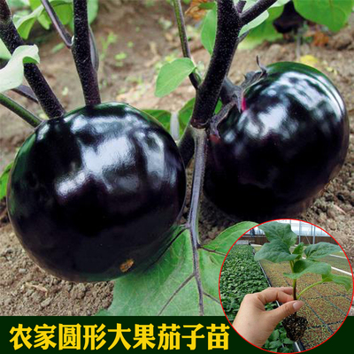 快圆茄苗茄子苗春播蔬菜高产种子