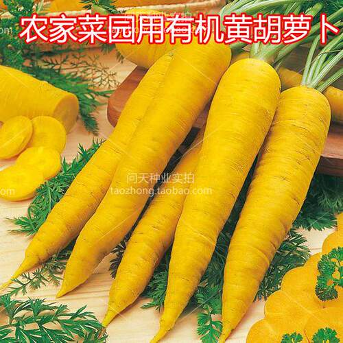 有机齐头黄胡萝卜种子肉质脆嫩