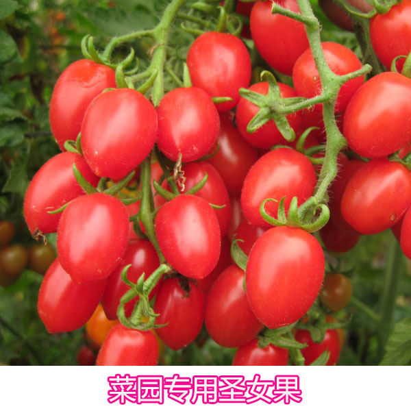 菜园专用沙瓤樱桃番茄西红柿种籽圣女果蔬菜种子孑春季四季番茄苗-封面