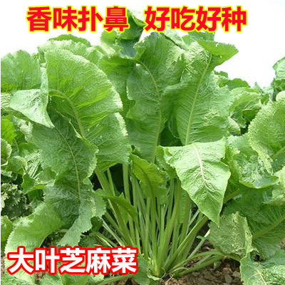 大叶速生芝麻菜罗勒春季可盆栽菜园臭菜野菜蔬菜种子籽孑