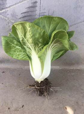 农家牛奶30天可吃传统脆嫩小白菜