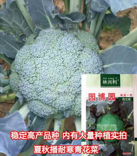 一代中晚熟高产抗病西兰花种子