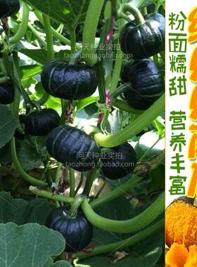绿贝贝迷你南瓜种子种苗高产四季