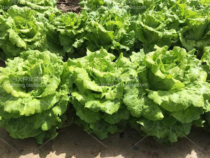 肉厚嫩滑色拉原料奶油生菜