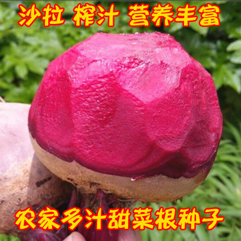 春播菜园红紫甜菜根头种子籽孑苗