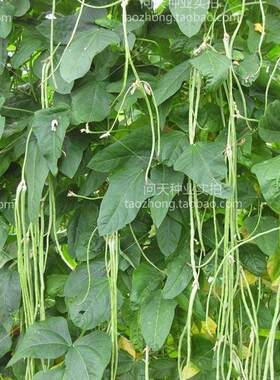 四季春季豆角芸豆蔬菜种孑四季