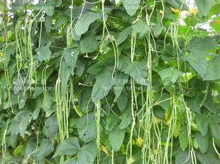 可以留种农家特长豆角种子豇豆地芸豆蔬菜水果春夏四季种籽子孑苗