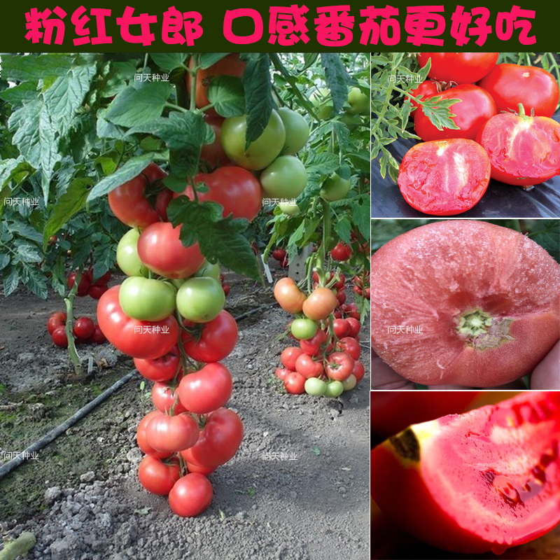 粉红女郎口感单果280克番茄种子