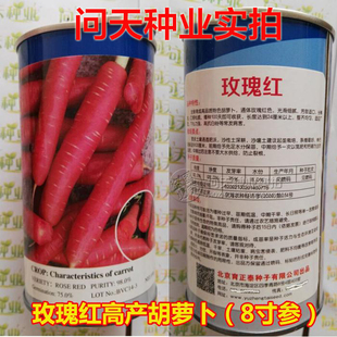 高产玫瑰红胡萝卜种子 蔬菜种子籽种孑 长24厘米以上口感好甜度高