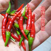 赛辣王朝天椒辣椒蔬菜种子孑籽春季 小米超辣盆栽苗北南方 夏四季