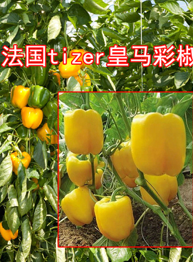 法国科鲁兹CLAUSE蔬菜种子荷兰比久黄娜黄彩椒种子黄彩椒甜椒苗