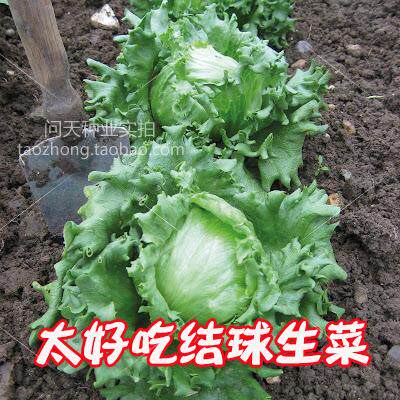 翡翠结球生菜四季春夏秋冬季可盆栽好吃耐热耐寒蔬菜种子籽种孑 - 封面