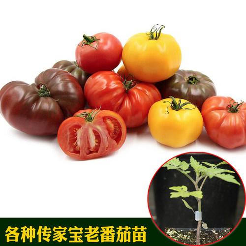 传家宝千禧樱桃番茄西红柿苗圣女果阳台盆栽四季蔬菜种子籽孑秧苗 - 封面
