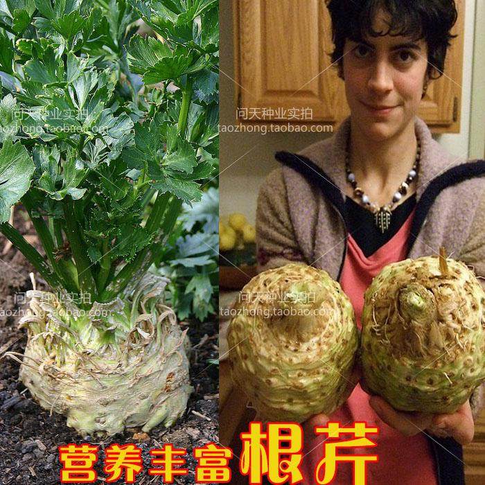 可留种好吃根芹专门吃根部的芹菜四季盆栽春季田园蔬菜种子种籽孑