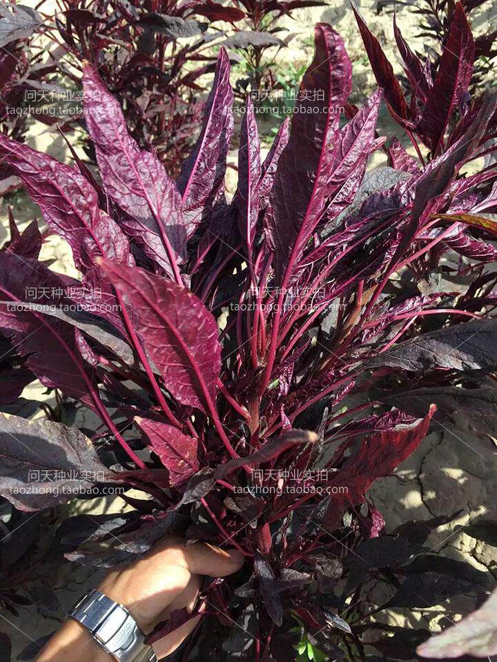 柳条柳叶红血苋菜种子四季盆栽种业菜园蔬菜生菜野菜油种子籽孑菜
