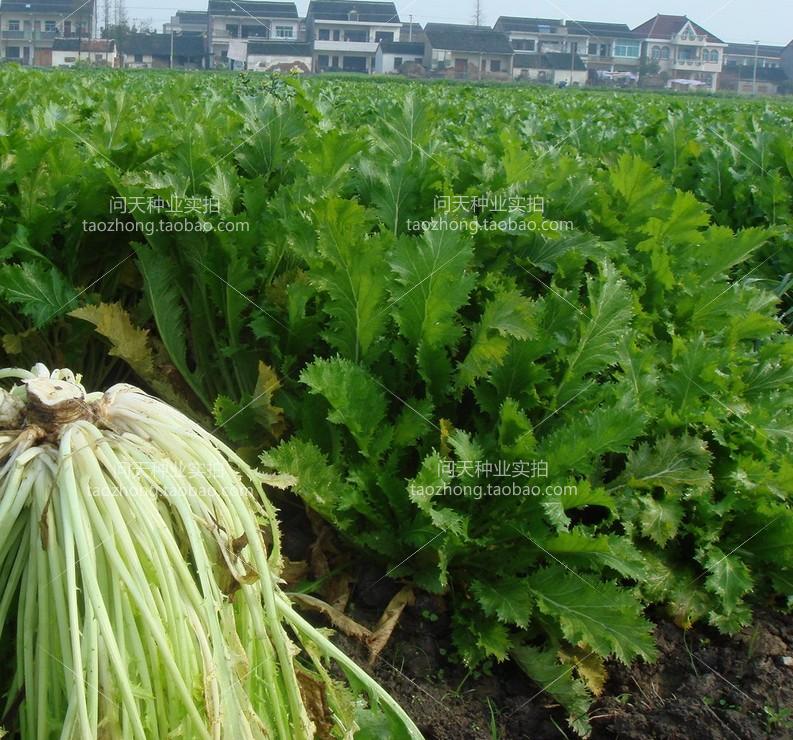九头鸟雪里蕻红腌渍咸菜种子