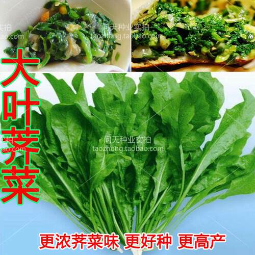 野生清香鲜嫩观赏果蔬荠菜种子
