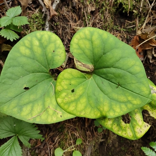 辽细辛种子种苗东北中草药植物细参新奇花卉园艺绿植盆景中药材