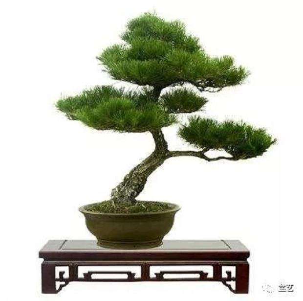 油松东北野生山松盆栽盆景黑松二针松南北方庭院盆栽耐寒四季易活