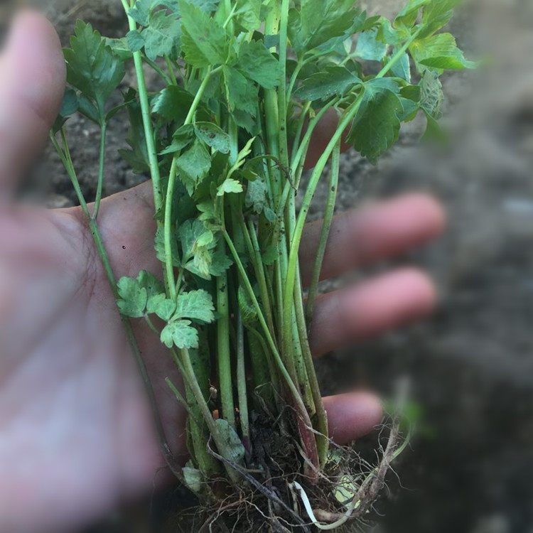 山野菜特色大叶芹种子种苗东北图片